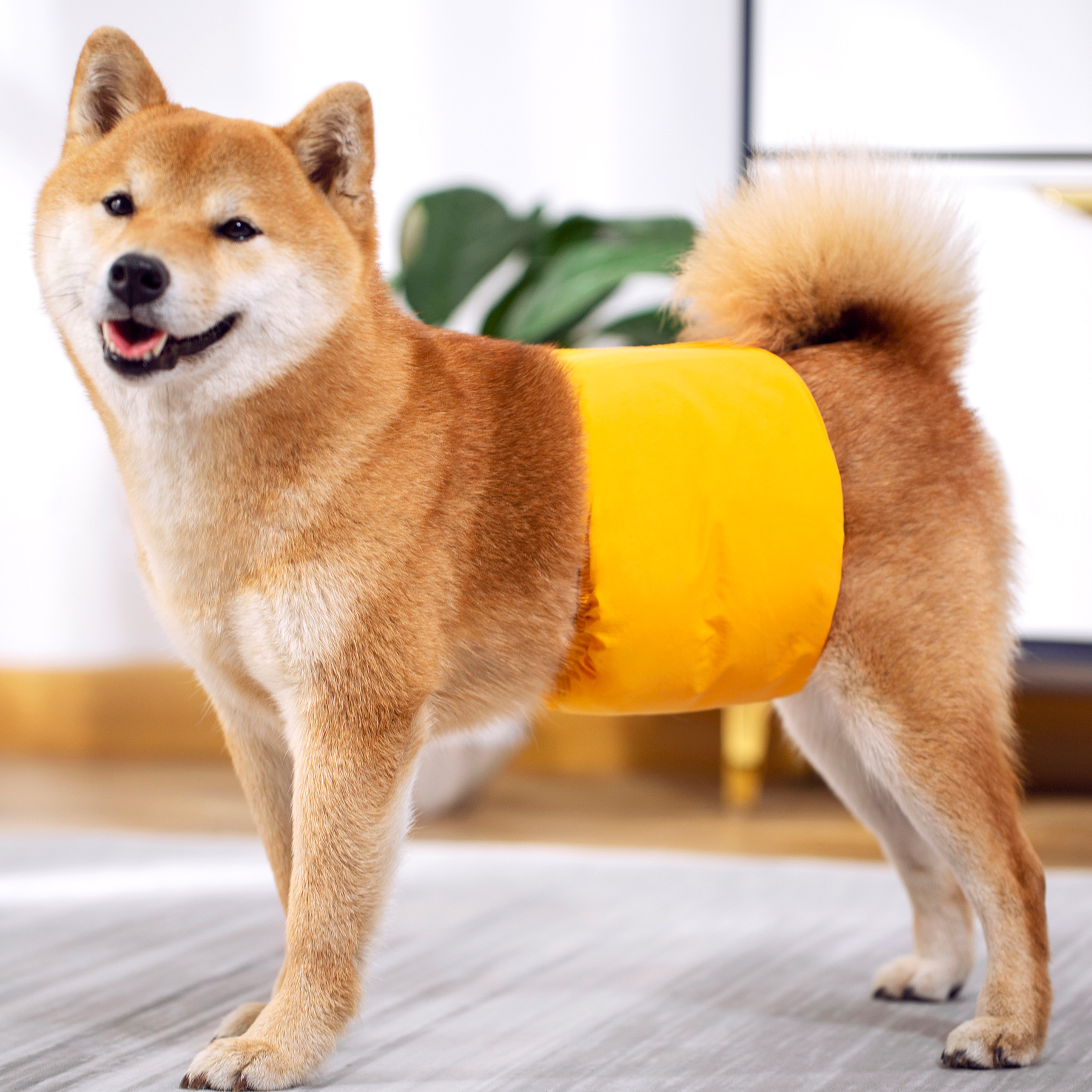 3 Pack Dog Belly Bands Washabl - Multi Pack Underwear のレビューと価格